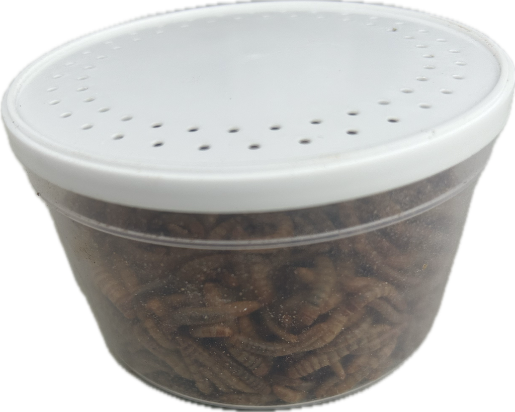 Live Mealworms Regular size available in tubs and bags