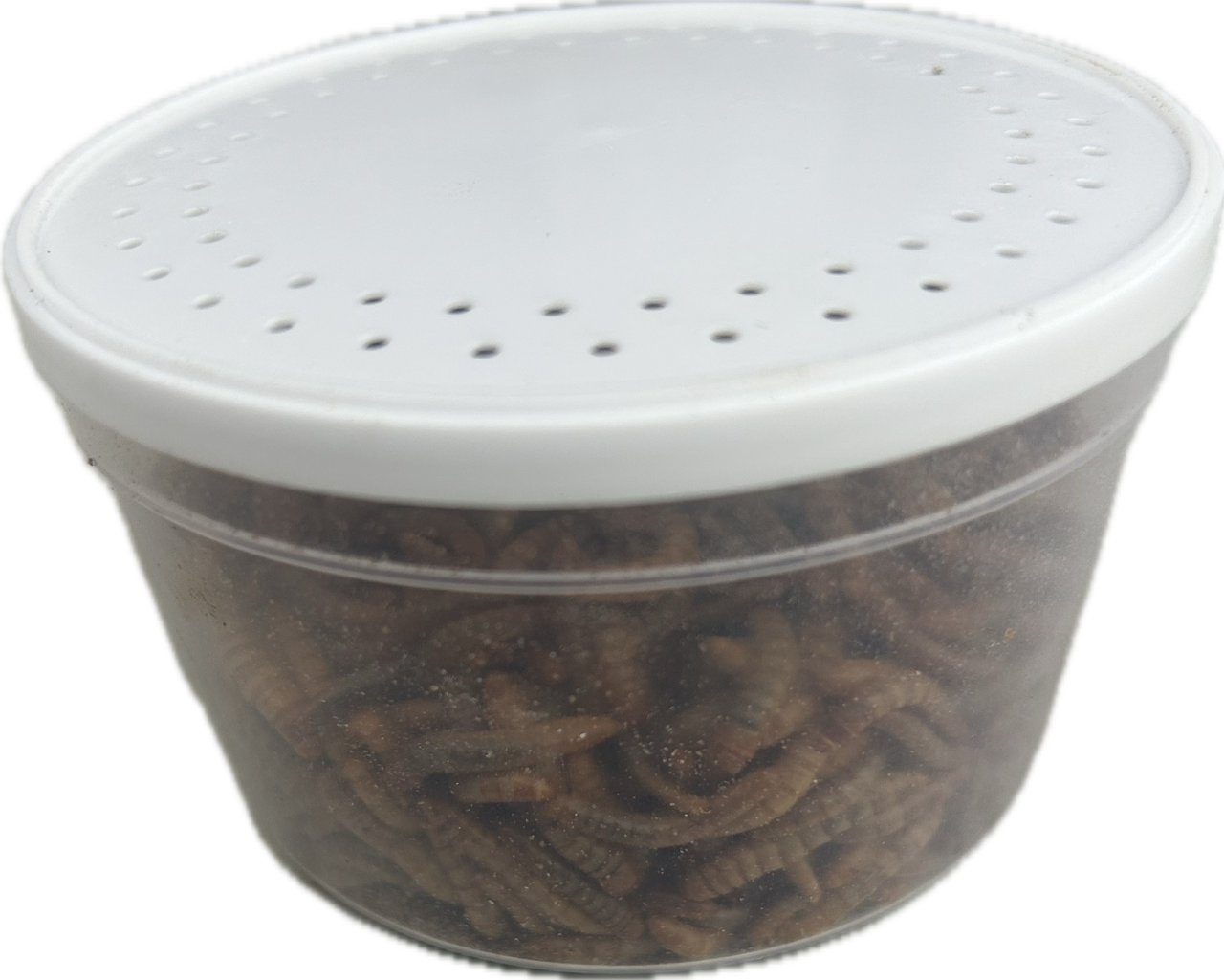Live Mealworms Regular size available in tubs and bags