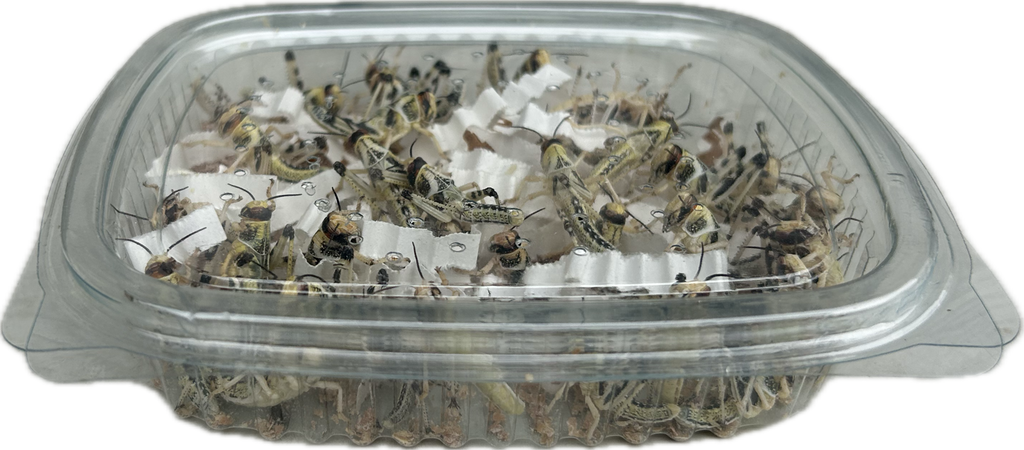 Live locusts all sizes in bulk bags and plastic tubs