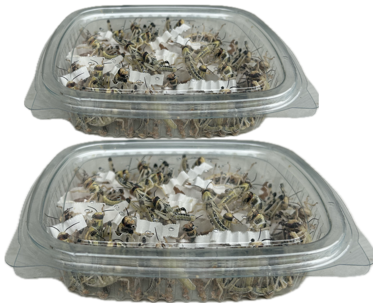 Locusts – Livefood UK Ltd.
