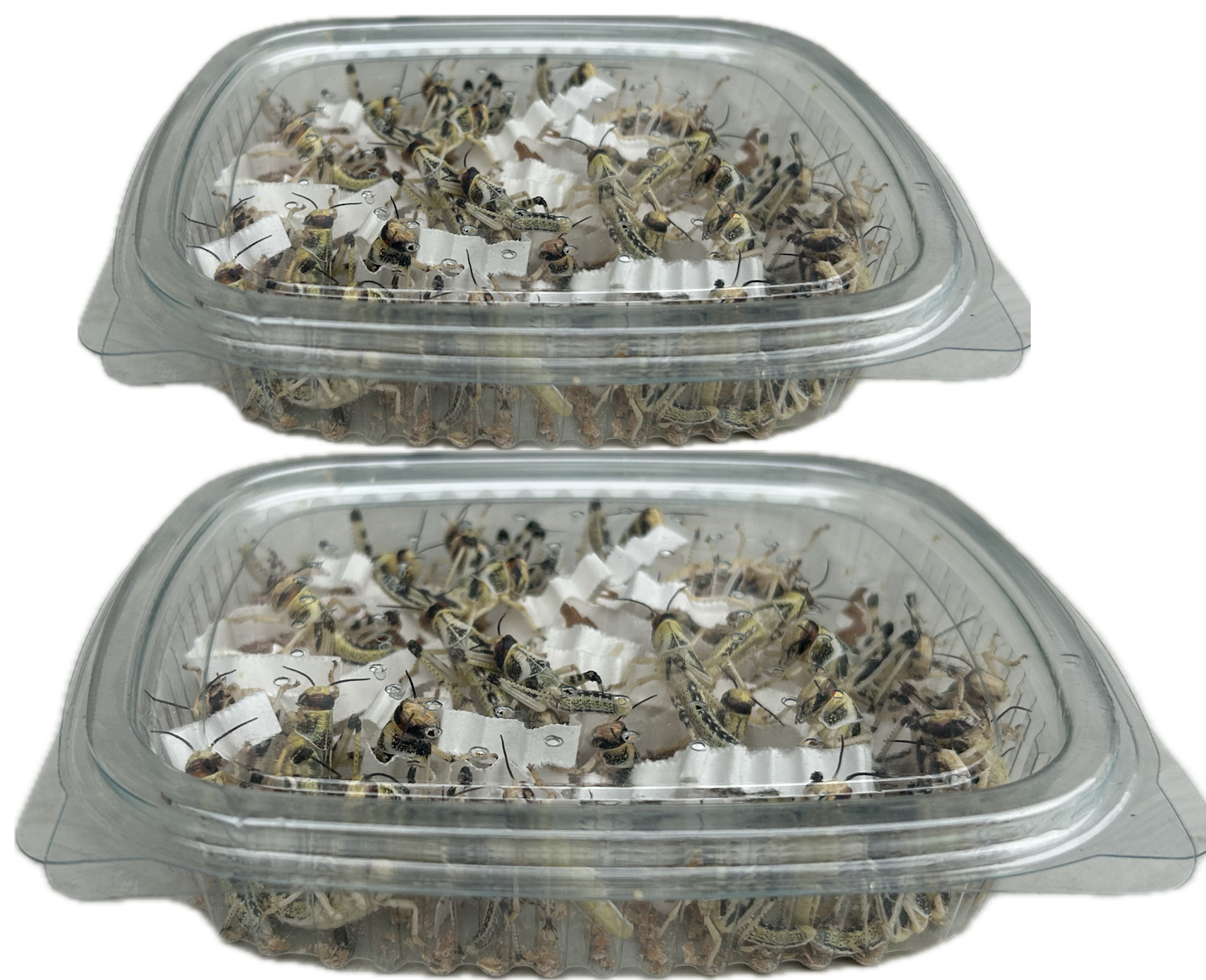 Livefood UK Live locusts supplied in a woven bag or plastic tubs