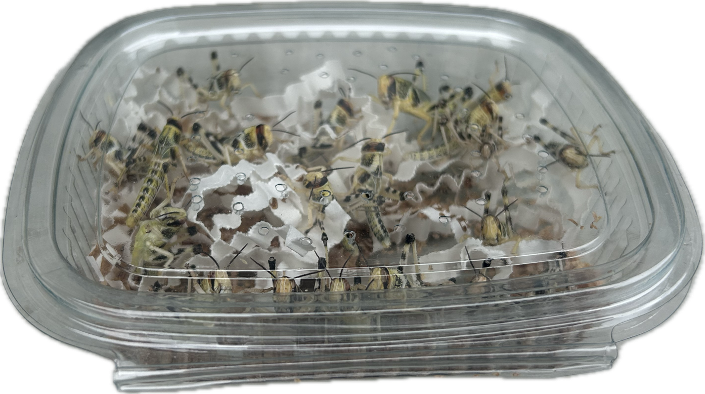 Livefood UK Live Locusts LETTERBOX PACK for Reptile Owners, Live Reptile Food