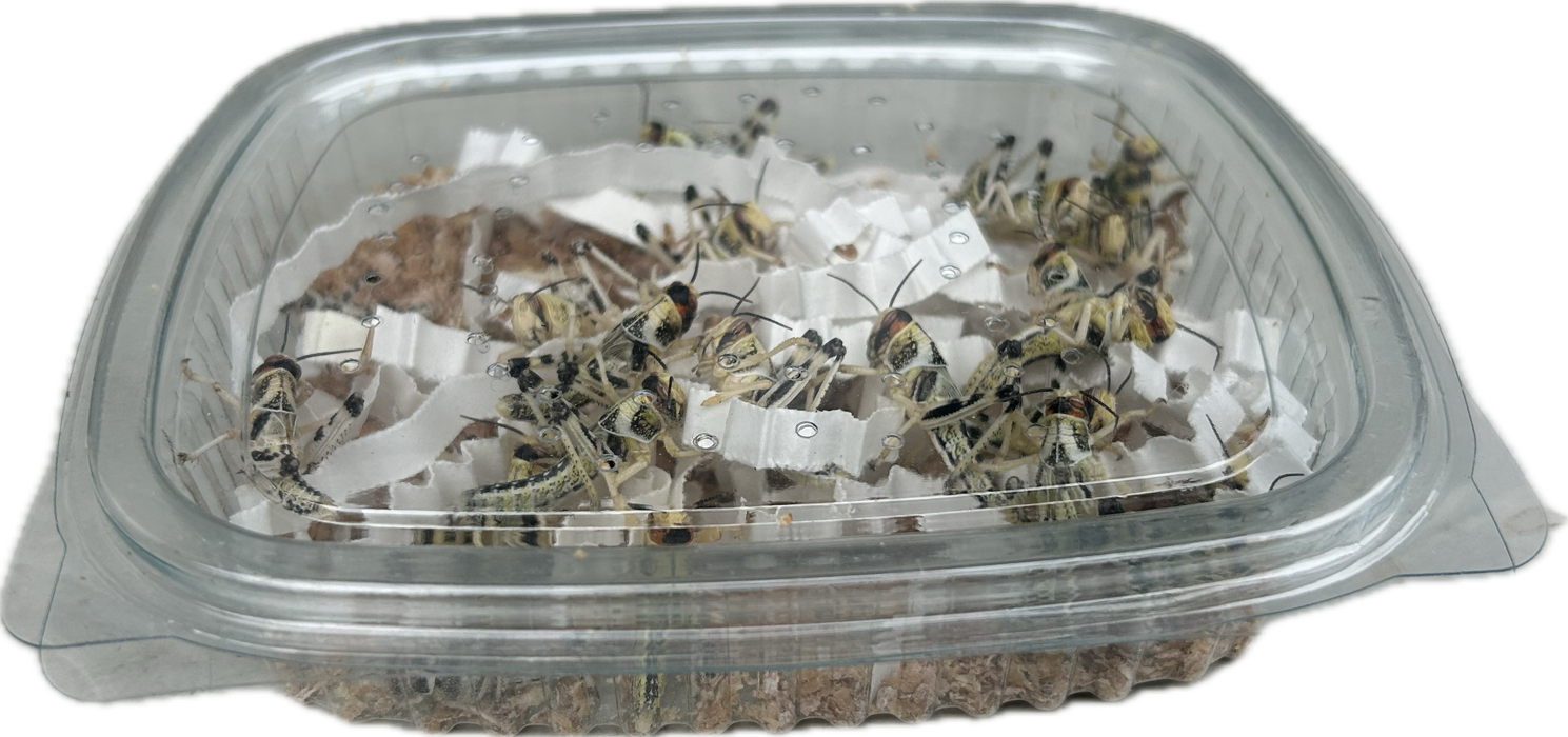 Livefood UK Live Locusts LETTERBOX PACK for Reptile Owners, Live Reptile Food