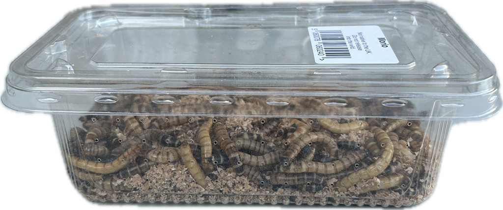 Livefood UK Live Morio Worms Livefood for Reptiles, Chickens and Birds