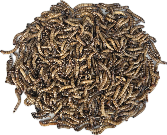 Livefood UK Live Morio Worms Livefood for Reptiles, Chickens and Birds