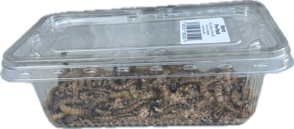 Livefood UK Live Morio Worms Livefood for Reptiles, Chickens and Birds
