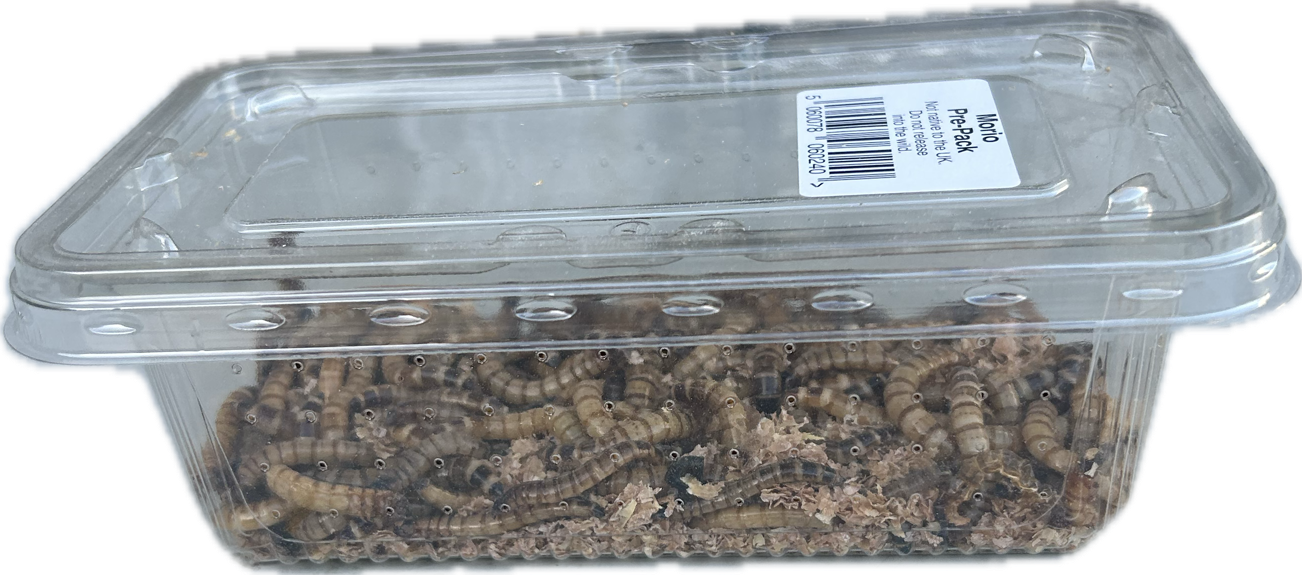 Livefood UK Live Morio Worms Livefood for Reptiles, Chickens and Birds
