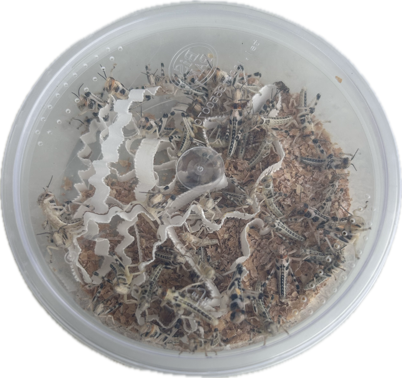 Livefood UK Live Locusts LETTERBOX MEGA PACK 25 Locusts Live Reptile Food