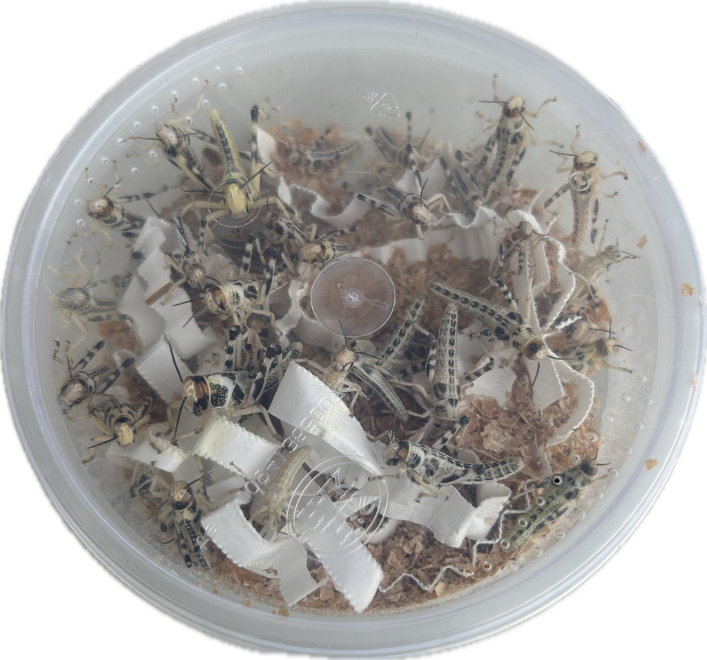 Live locusts all sizes in bulk bags and plastic tubs – Livefood UK Ltd.