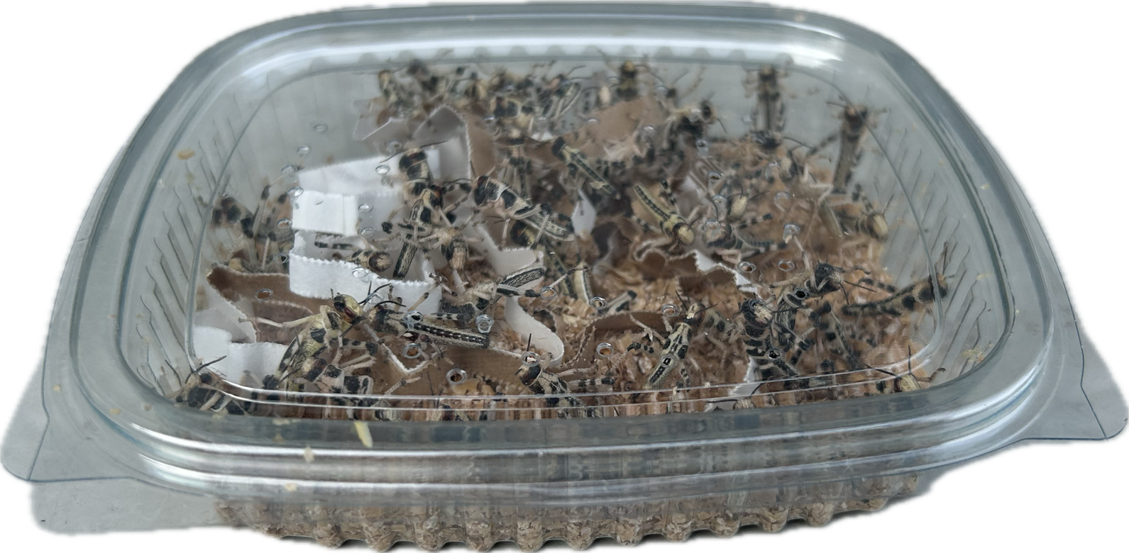 Livefood UK Live locusts supplied in a woven bag or plastic tubs