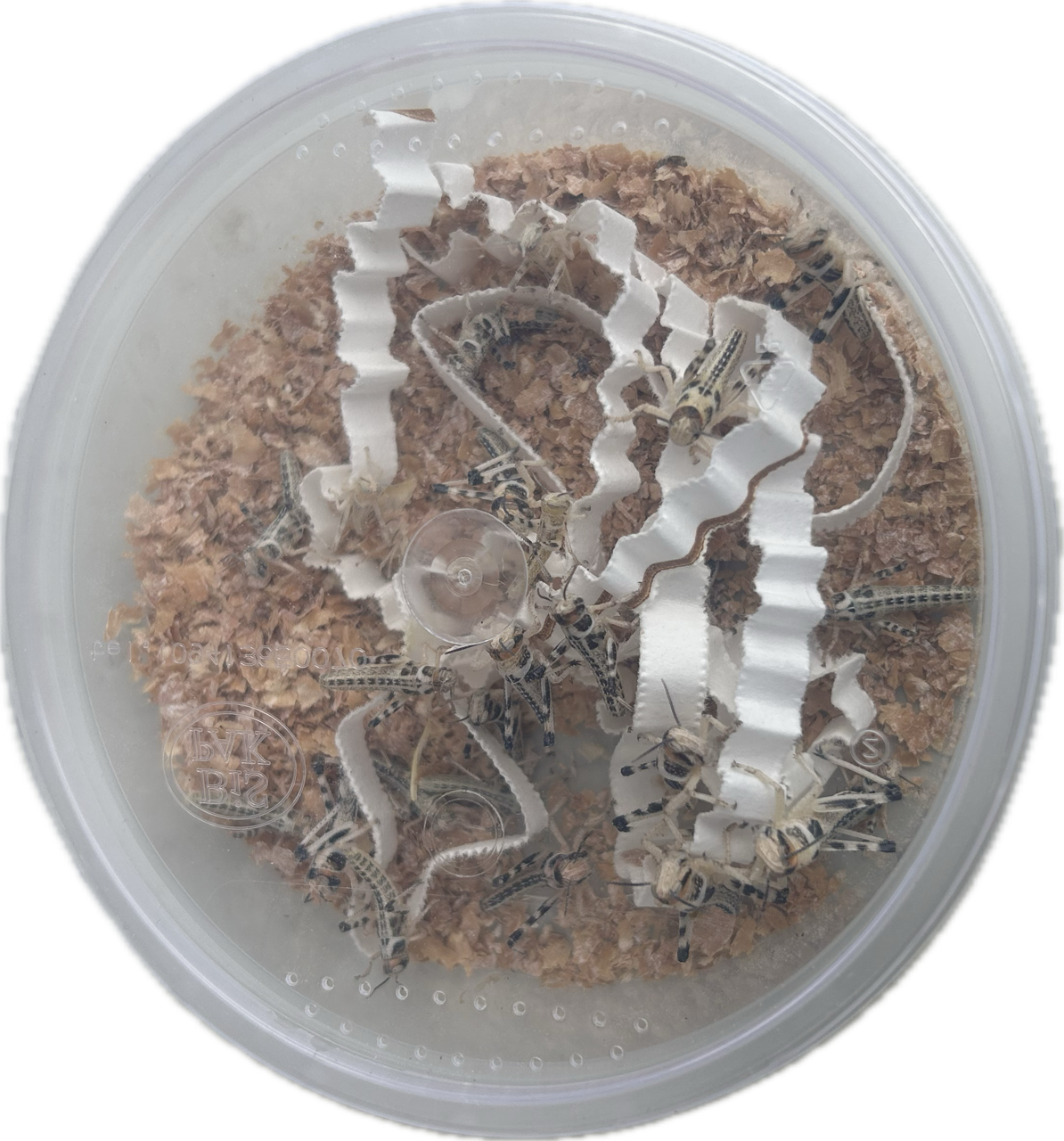 Livefood UK Live Locusts LETTERBOX PACK for Reptile Owners, Live Reptile Food