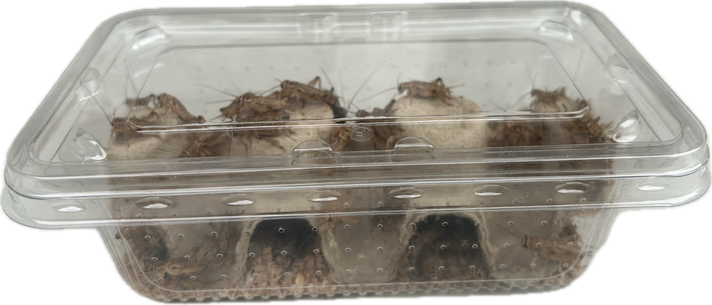 Livefood UK Live Brown Crickets Standard Size