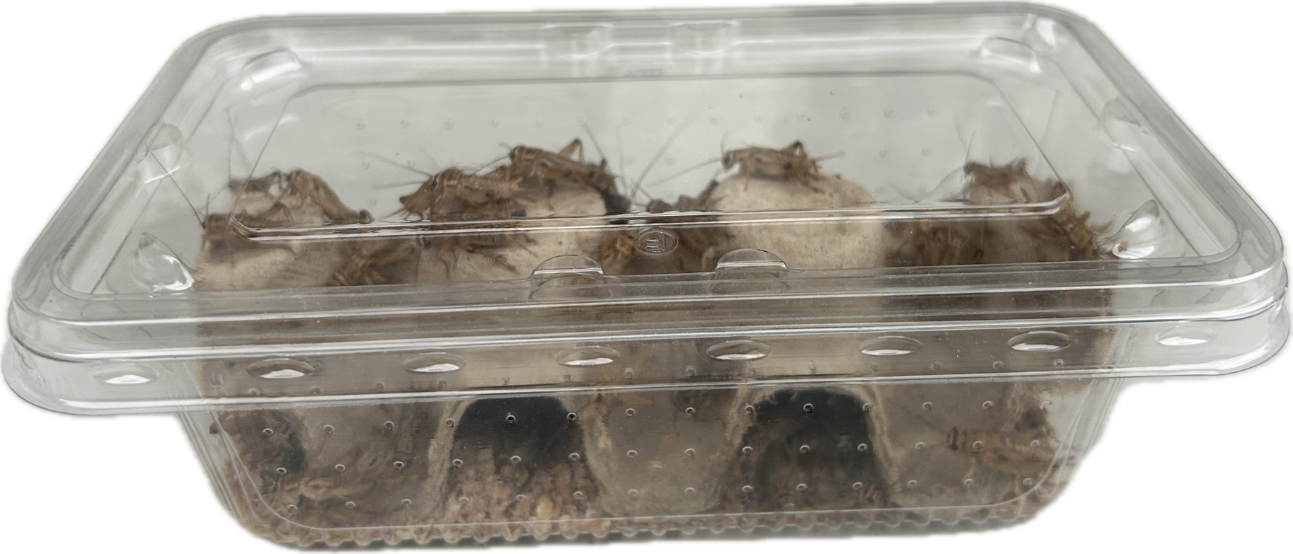 Livefood UK Live Brown Crickets Standard Size