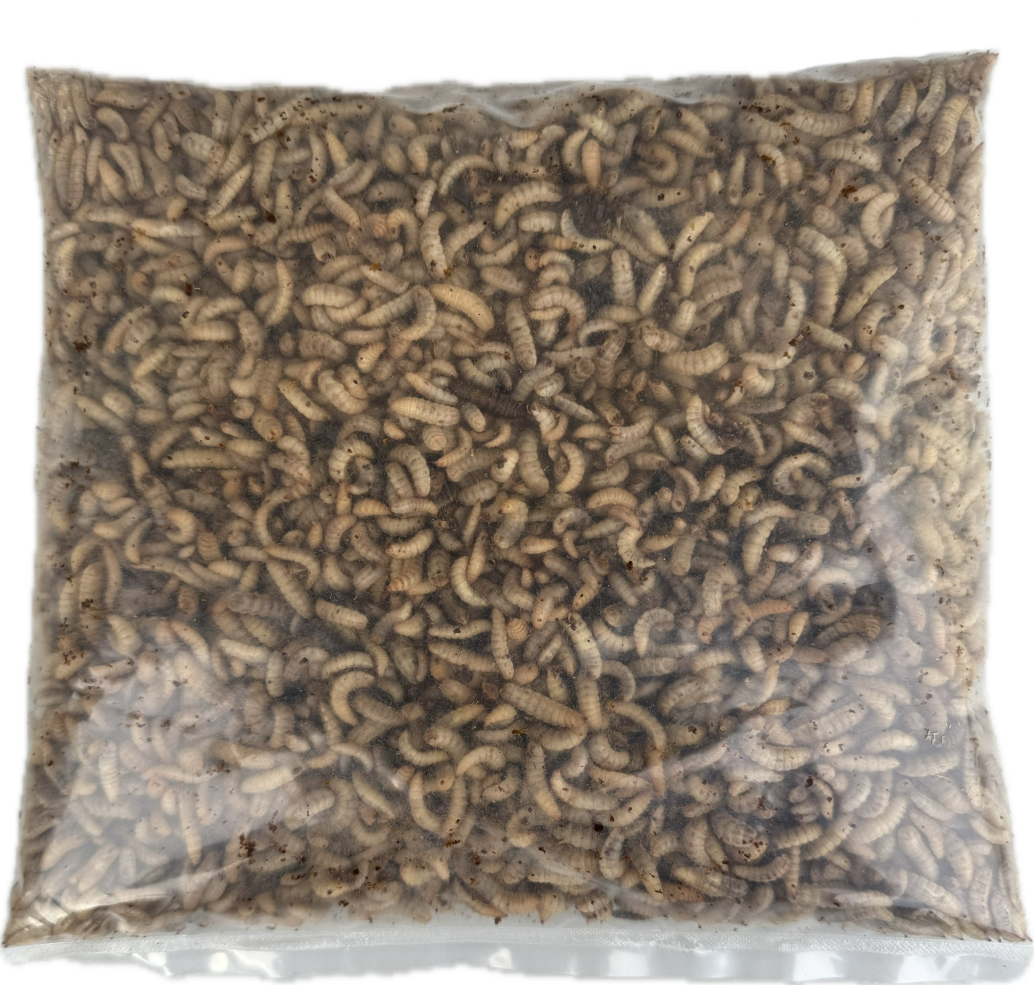 Live Calci Worms Fishing Bait 1 pint of live BSF Maggots
