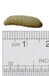 Wax Moth Larvae WaxWorms