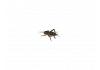 Live Brown  Crickets 1st Instar Extra Small Prepack Tub