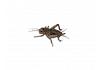 Live Brown  Crickets 3rd Instar Small/Med Prepack Tub