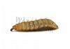 Live Calci Worms (Large) 1000 BULK (10 x 100)
