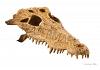 Exo Terra Skull Crocodile