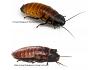 Madagascan Hissing Cockroach Adult Pair 5-7cm