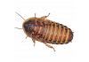 Live Feeder Roach Blaptica Dubia Adult (8)