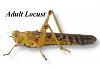 Live Locusts Adult HALF BULK BAG 50 (Reptile Livefood)