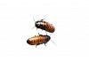 Madagascan Hissing Cockroach Single Small 1-2cm