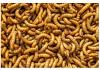 Live Mealworms Regular  Prepack Tub 60g (Reptile Livefood)