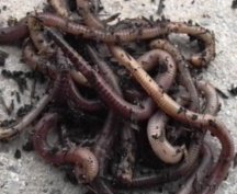 Live Earth Worms Prepack Tub (at own risk during hot weather)
